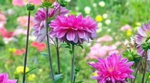 dahlia